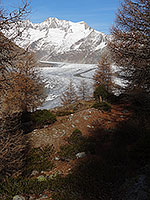 Un tapis d'aiguilles oranges parsème les abords du glacier d'Aletsch