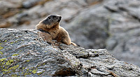 Marmotte italienne