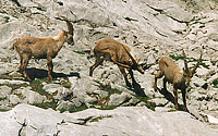 Young ibexes