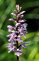 Heath spotted orchid (dactylorhiza maculata)