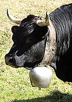 Vache d'Hérens à la Remointse du Tsaté