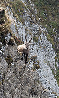 Ibex at the Crête de Charousse