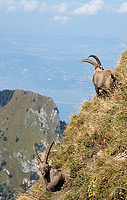 Ibexes at the Crête de Charousse