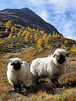 Sheep of Lötschental