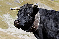 Hérens "fighting" cow