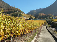 Colorful wineyards in autumn (Villeneuve)