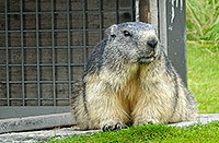 A prisoner of the "high security" marmot camp at Rochers de Naye