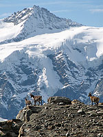 A herd of chamois wandering along the Weingartensee shores