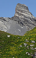 The Dent de Chamosentse looms over the flowery meadows