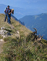 The ibex colony