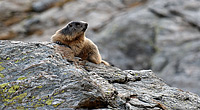 Italian marmot