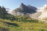 Alpine meadow