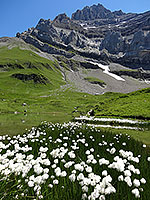 Linaigrettes, lac d'Anthème