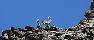 Bouquetins on the Wängerhorn