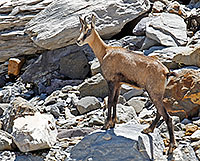 Chamois