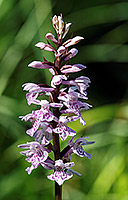 Orchis tacheté (dactylorhiza maculata)