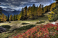 Couleurs automnales dans la forêt de Birgisch