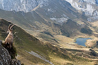 Ibex at the Crête de Charousse