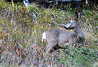 Doe at Faldumalp