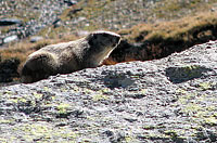 Marmot