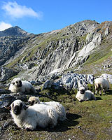 Sur le chemin du Sidelhorn