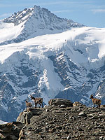 Un groupe de chamois en vadrouille sur le rivage du Weingartensee