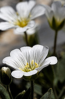 Fleur inconnue