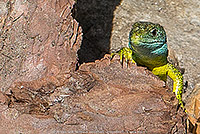 Lézard vert (lacerta viridis)